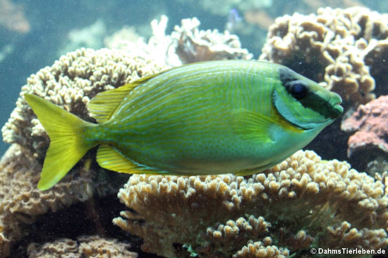 Siganus puellus