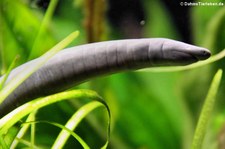 Schwimmwühle (Typhlonectes compressicauda) im Tiergarten Schönbrunn, Wien