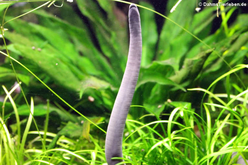 Typhlonectes compressicauda-1