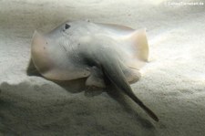 Kalifornischer Rundstechrochen (Urolophus halleri) im Tiergarten Schönbrunn