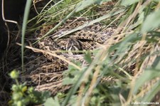 Ungarische Wiesenotter (Vipera ursinii rakosiensis) im Tiergarten Schönbrunn