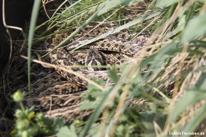 Vipera ursinii rakosiensis