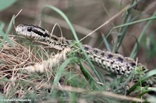 Ungarische Wiesenotter (Vipera ursinii rakosiensis) im Tiergarten Schönbrunn