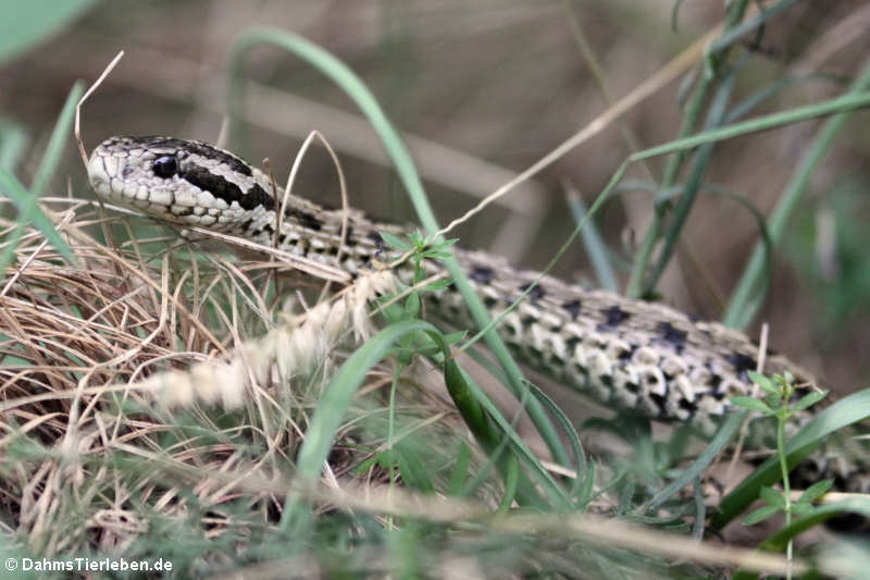 Vipera ursinii rakosiensis