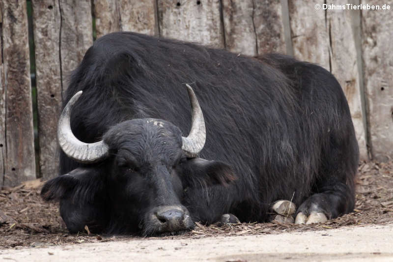 Wasserbüffel Bubalus arnee-4