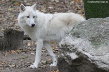 Polarwolf (Canis lupus arctos) im Tiergarten Schönbrunn, Wien