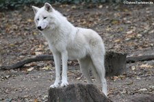 Polarwolf (Canis lupus arctos) im Tiergarten Schönbrunn, Wien