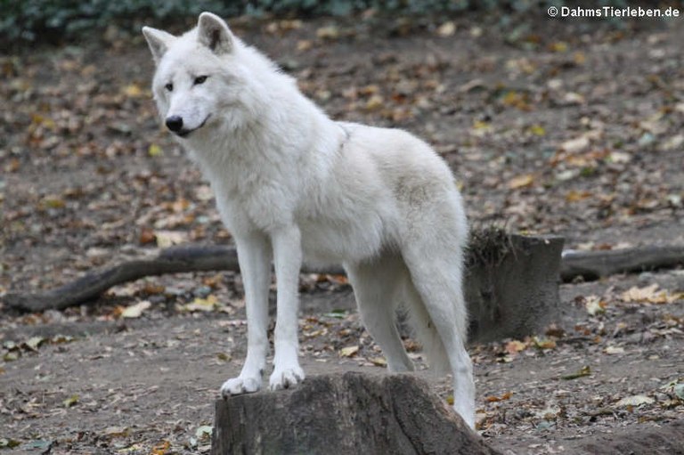 Canis lupus arctos