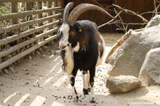 Tauernschecken Ziege (Capra aegagrus f. hircus) im Tiergarten Schönbrunn