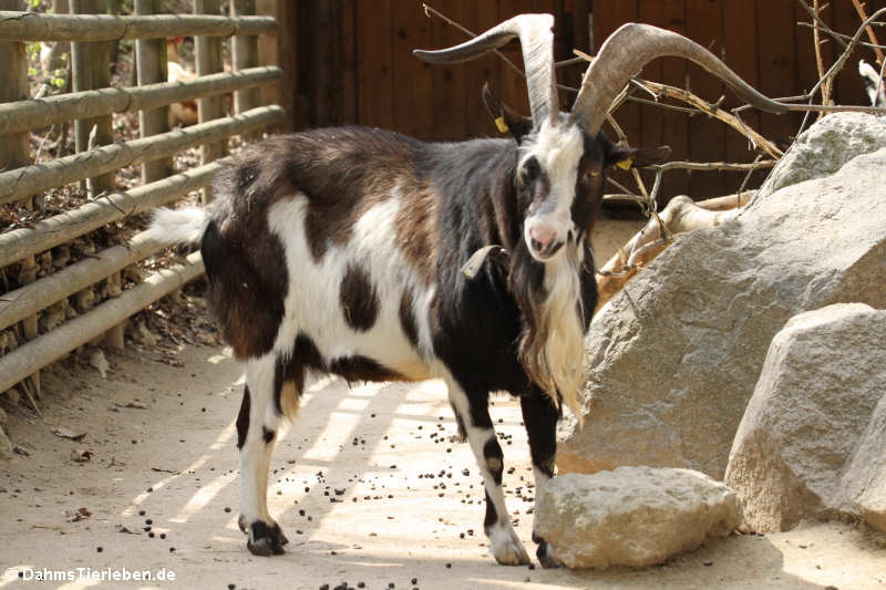 Tauernschecken Ziege Tauernschecken Ziege-1