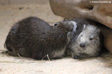 Kuba-Baumratte (Capromys pilorides) im Tiergarten Schönbrunn, Wien