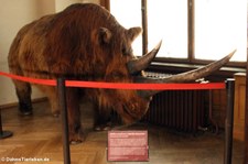 Wollnashorn (Coelodonta antiquitatis) im Naturhistorischen Museum Wien