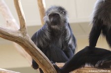 Weißbart- oder Bären-Stummelaffe (Colobus polykomos) im Tiergarten Schönbrunn, Wien