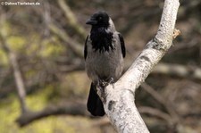 Nebelkrähe (Corvus cornix cornix) in Wien