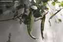 Clemacantha goliath