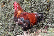 Sulmtaler Huhn (Gallus gallus domesticus) im Tiergarten Schönbrunn