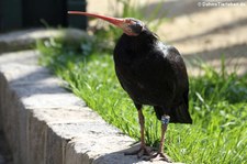 Waldrapp (Geronticus eremita) im Tiergarten Schönbrunn, Wien