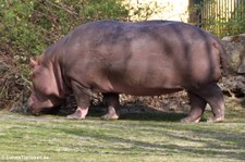 Flusspferd (Hippopotamus amphibius) im Tiergarten Schönbrunn, Wien