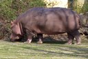 Hippopotamus amphibius