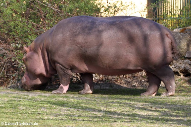 Hippopotamus amphibius