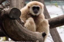 Weißhandgibbon (Hylobates lar) im Tiergarten Schönbrunn, Wien