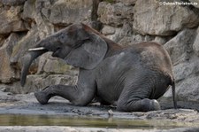 Afrikanischer Elefant (Loxodonta africana) im Tiergarten Schönbrunn, Wien