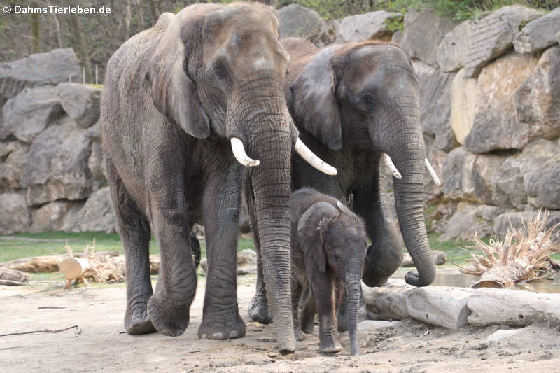 Afrikanische Elefanten (Loxodonta africana)