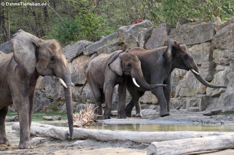 Loxodonta africana