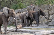 Afrikanische Elefanten (Loxodonta africana) im Tiergarten Schönbrunn, Wien