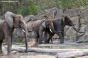 Loxodonta africana