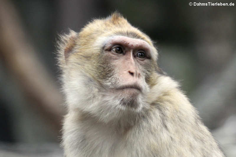 Berberaffe oder Magot (Macaca sylvanus)