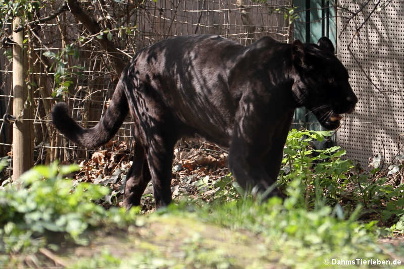 Jaguar (Panthera onca)