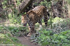 Jaguar (Panthera onca) im Tiergarten Schönbrunn, Wien