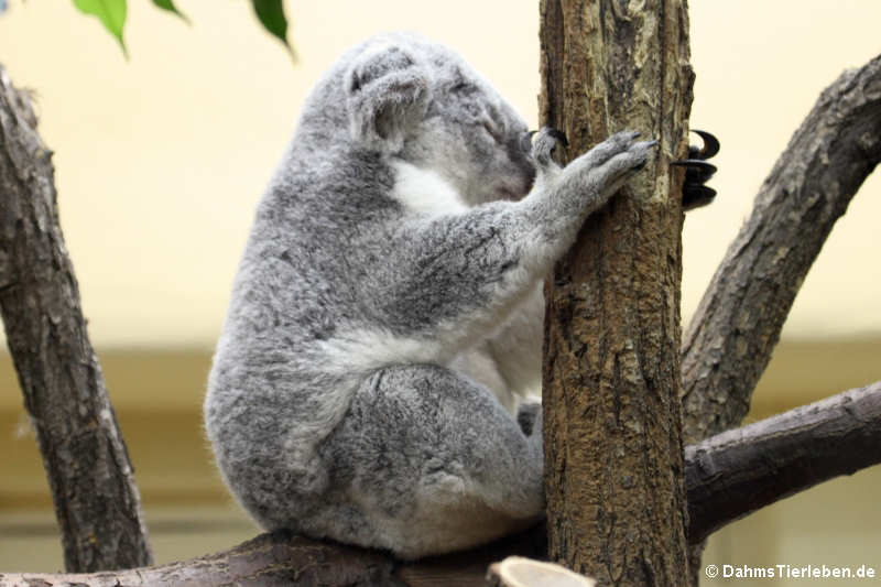 Nördlicher Koala (Phascolarctos cinereus cinereus)