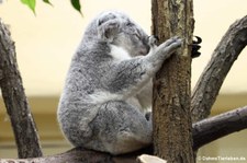 Nördlicher Koala (Phascolarctos cinereus cinereus) im Tiergarten Schönbrunn, Wien