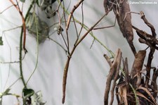 Malaiische Riesenstabschrecke (Phobaeticus serratipes) im Tiergarten Schönbrunn, Wien