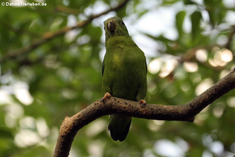 Amazona agilis