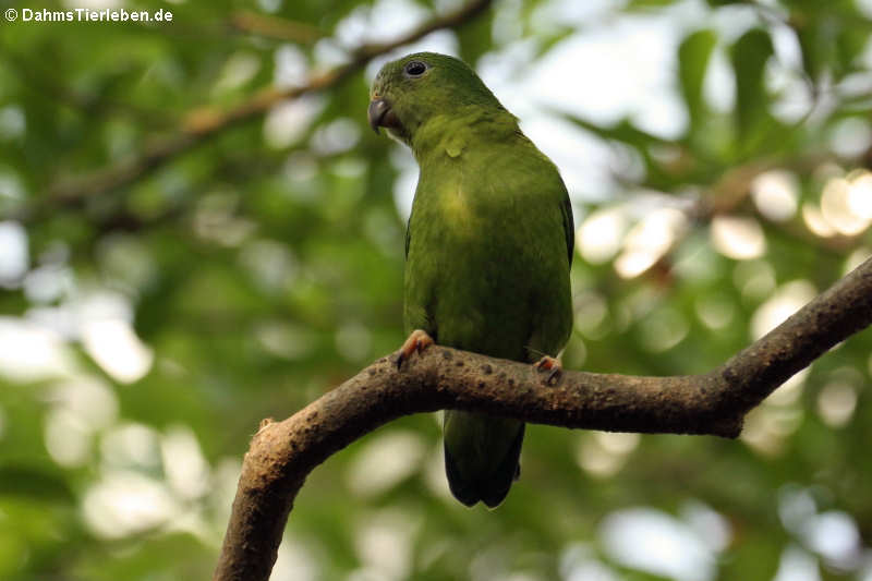 Amazona agilis