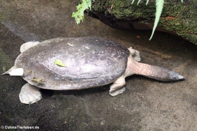 Nördliche Batagurschildkröte (Batagur baska)