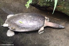Batagur-Schildkröte (Batagur baska) im Tiergarten Schönbrunn, Wien