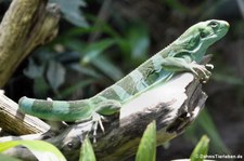 Gebänderter Fidschi-Leguan (Brachylophus fasciatus) im Tiergarten Schönbrunn, Wien