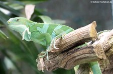 Gebänderter Fidschi-Leguan (Brachylophus fasciatus) im Tiergarten Schönbrunn, Wien