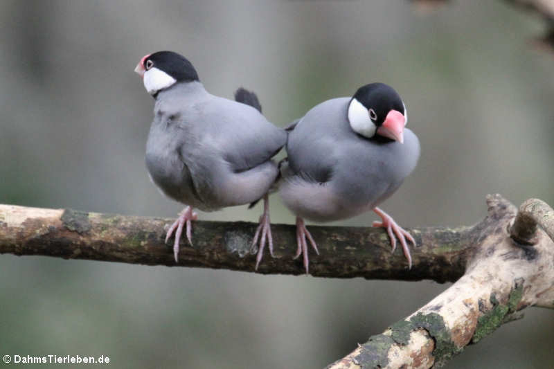 Lonchura oryzivora-1