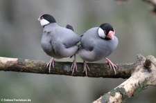 Reisfinken (Lonchura oryzivora) im Tiergarten Schönbrunn, Wien