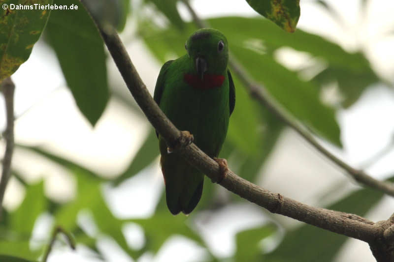 Blaukrönchen (Loriculus galgulus)