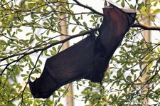 Indischer Riesenflughund (Pteropus giganteus) im Tiergarten Schönbrunn