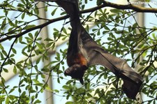 Indischer Riesenflughund (Pteropus giganteus) im Tiergarten Schönbrunn