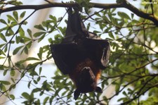 Indischer Riesenflughund (Pteropus giganteus) im Tiergarten Schönbrunn