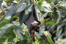 Indischer Riesenflughund (Pteropus giganteus) im Tiergarten Schönbrunn