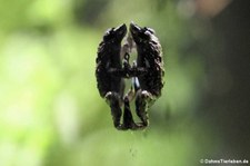 Kleiner Winkerfrosch (Staurois parvus) im Tiergarten Schönbrunn, Wien